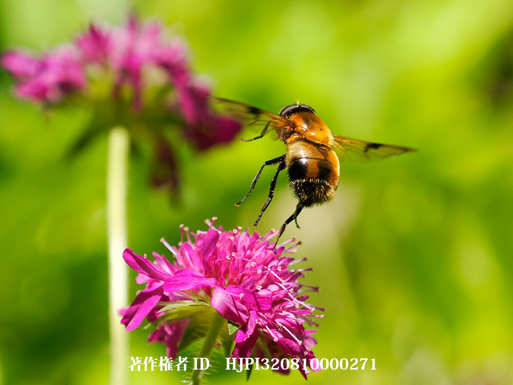 ベッコウハナアブ