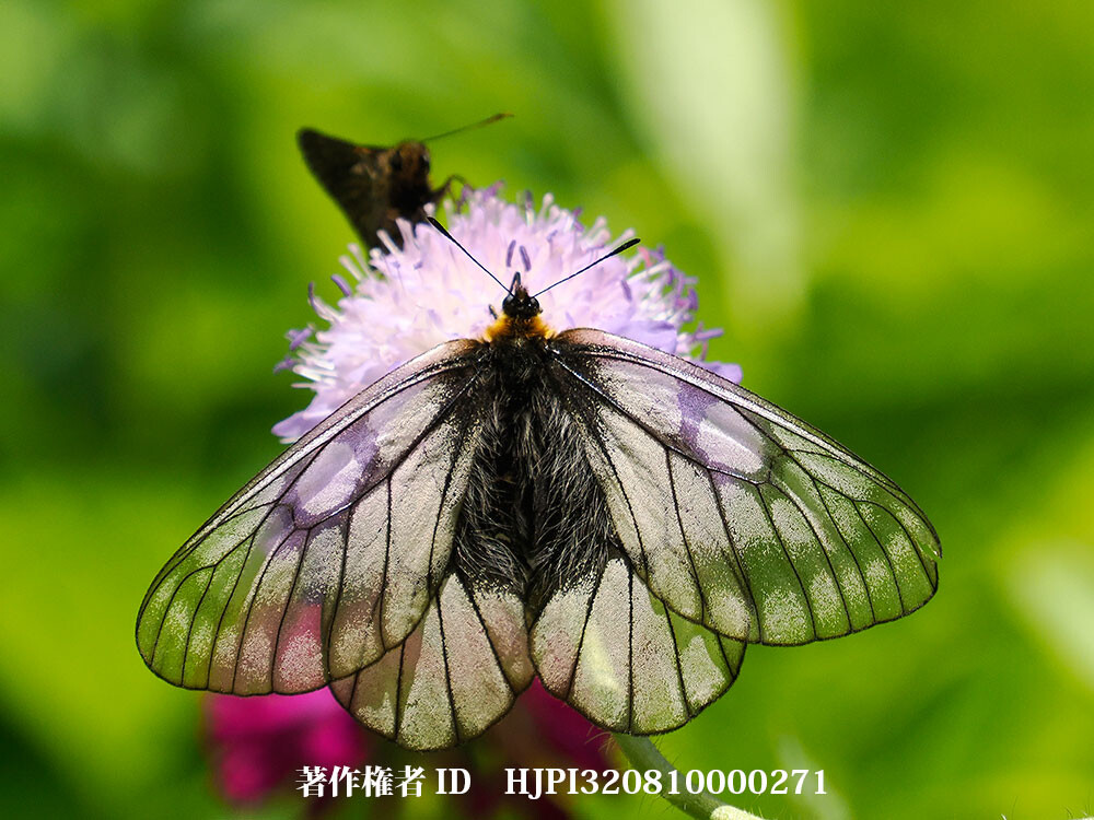 庭のウスバシロチョウ