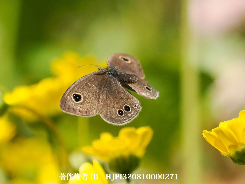 庭のヒメウラナミジャノメ