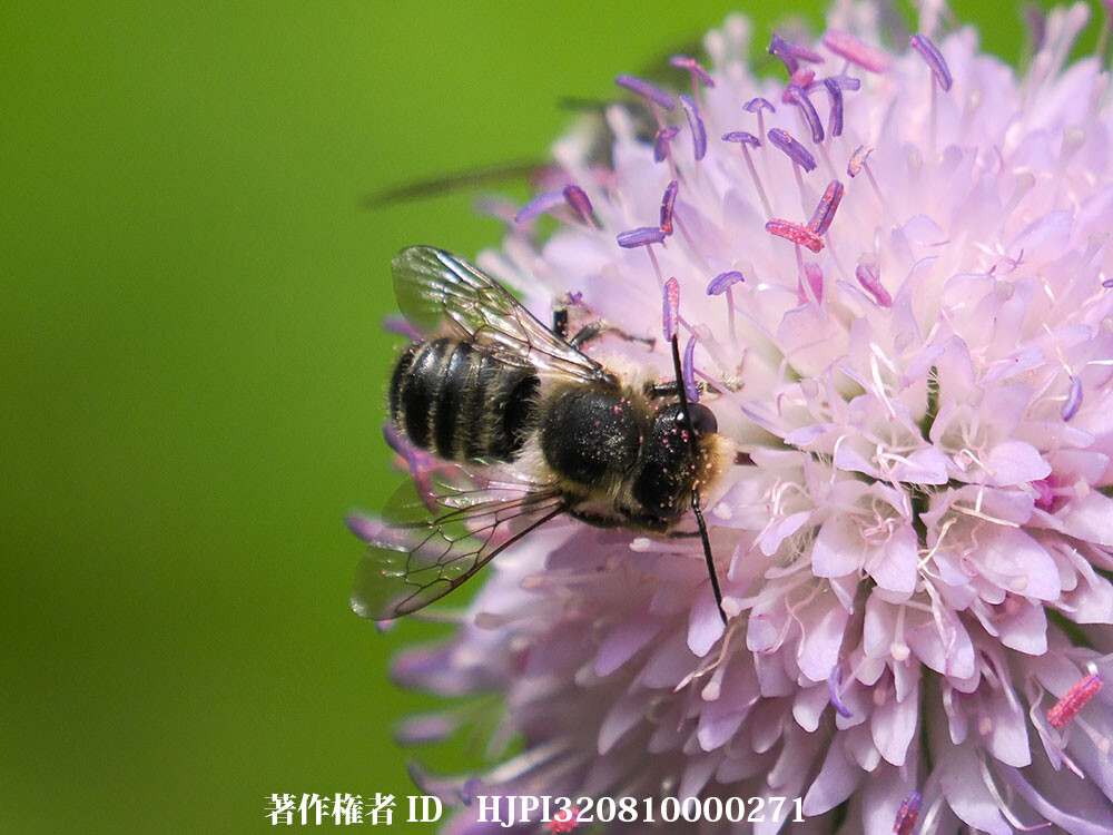 クラウティアの花にハキリバチ