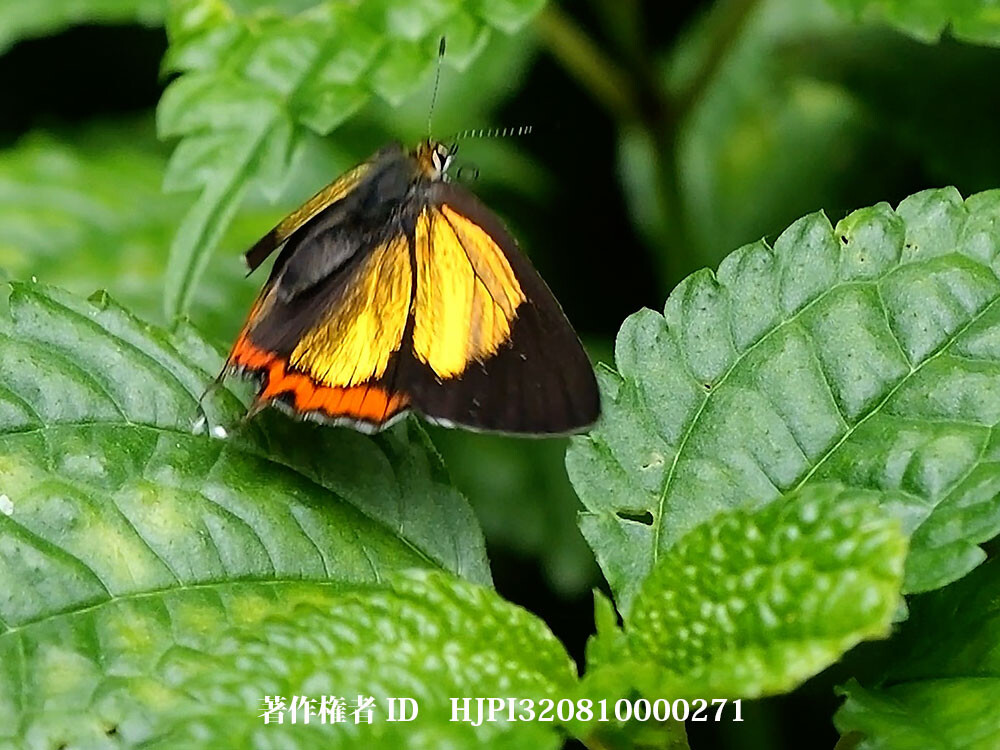 キンイロウラフチベニシジミの飛翔