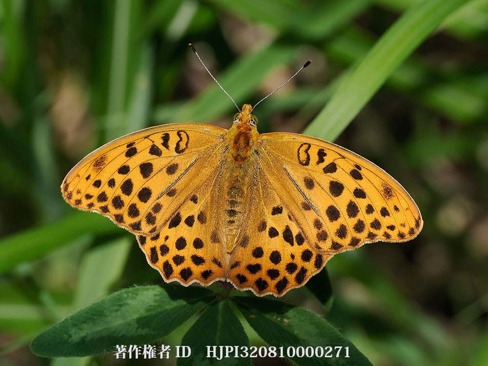 庭のクモガタヒョウモン