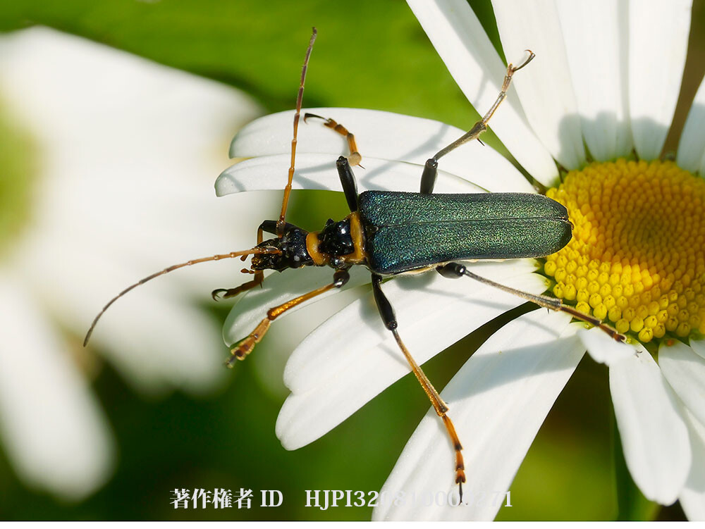 珍しいフタコブルリハナカミキリが庭にいた
