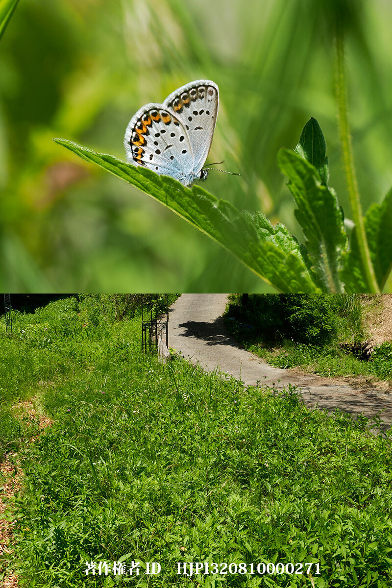 ヒメシジミが庭で発生をはじめた