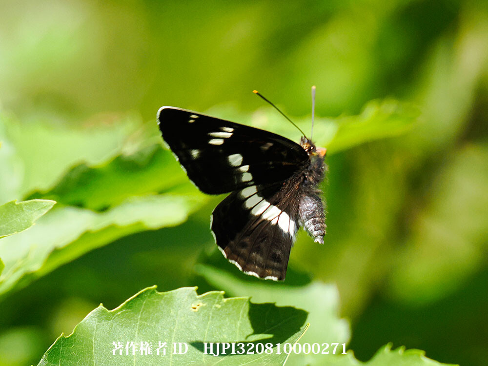 庭のイチモンジチョウ