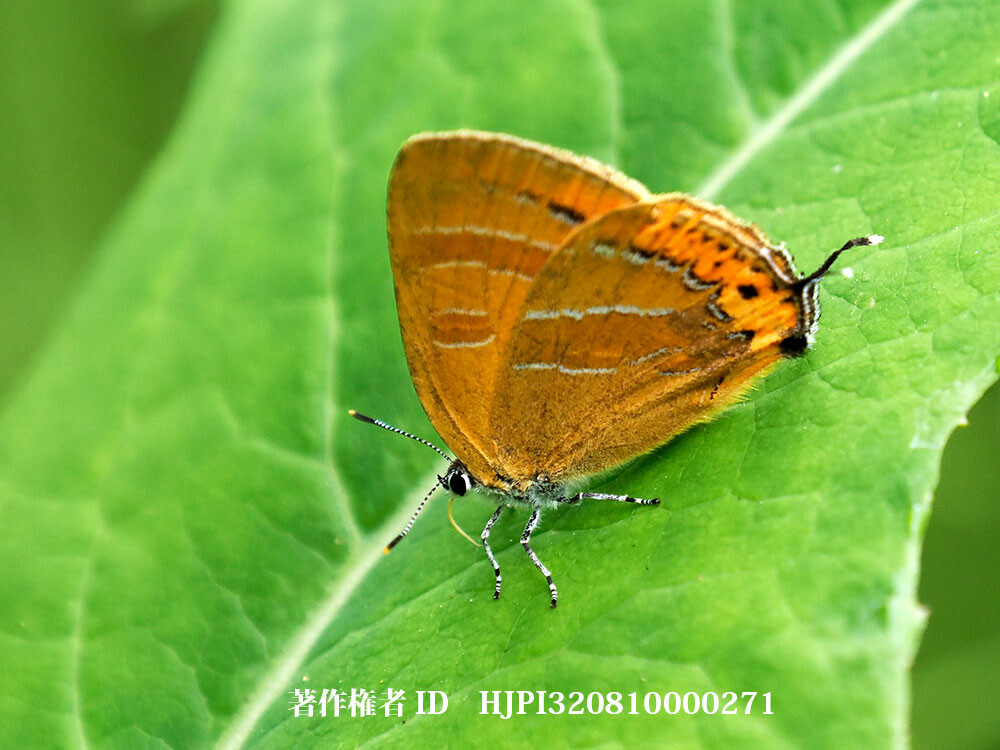 庭にアカシジミがいた