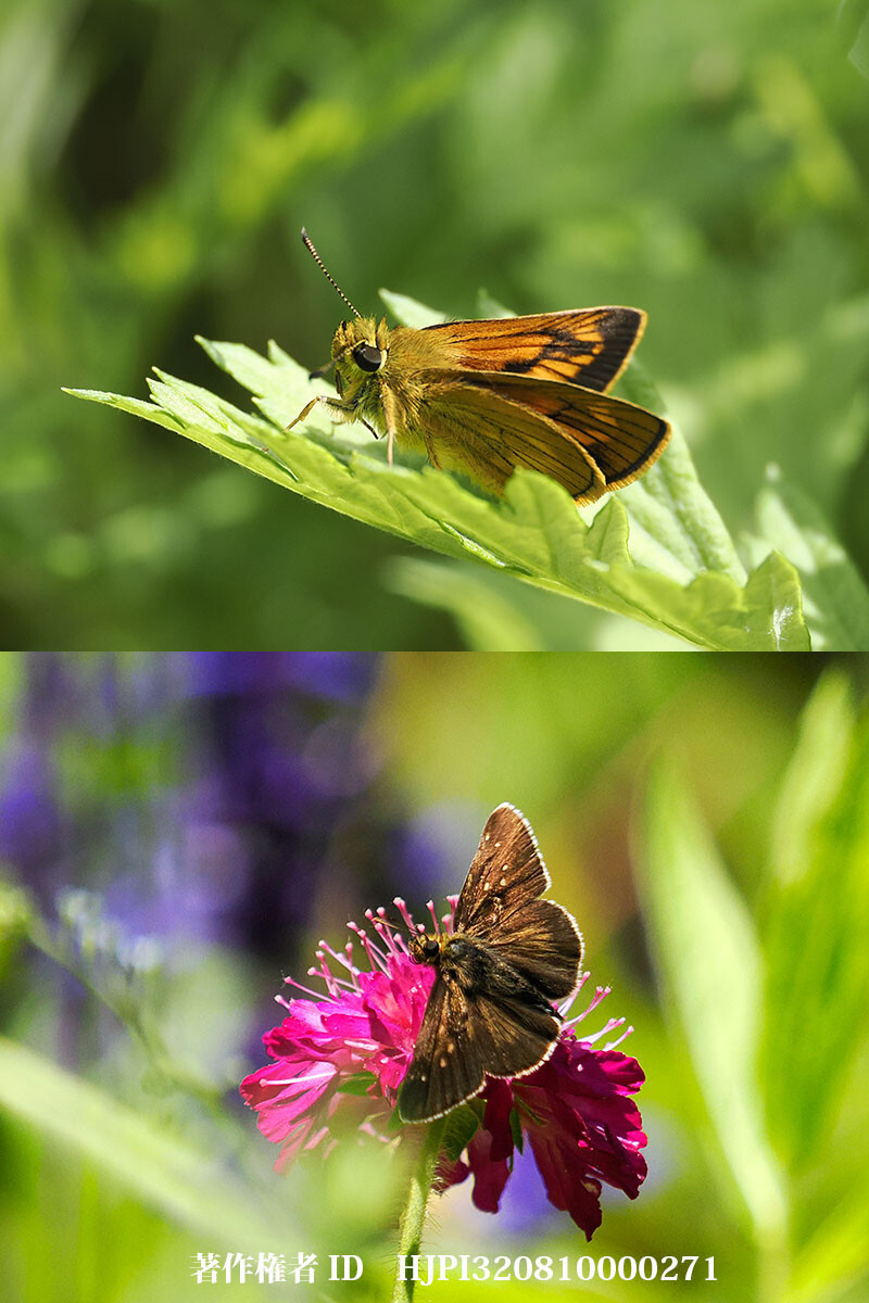 庭のヒメキマダラセセリとコチャバネセセリ