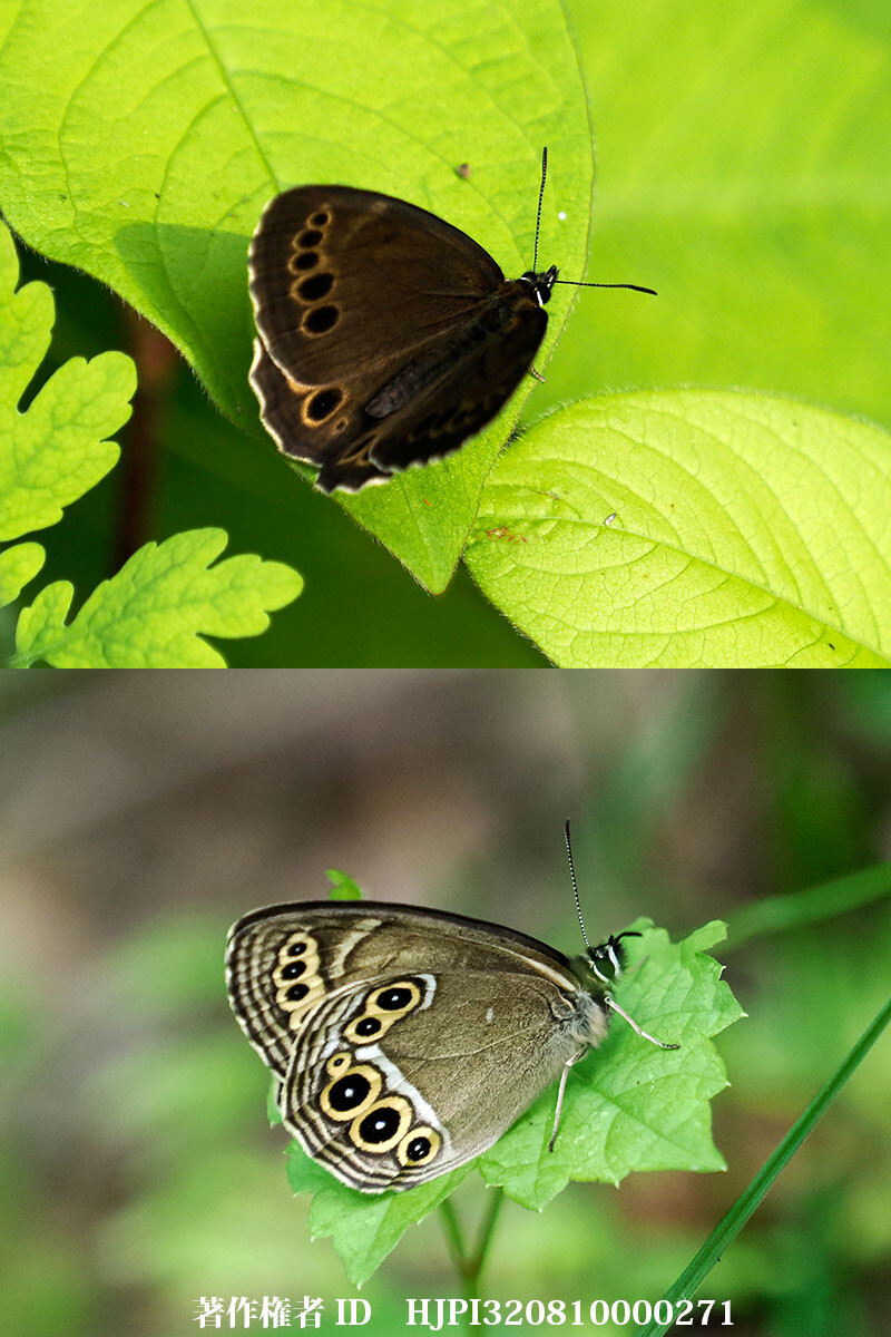 庭のウラジャノメ