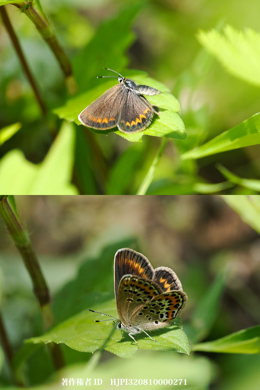 ヒメシジミのメスが出た