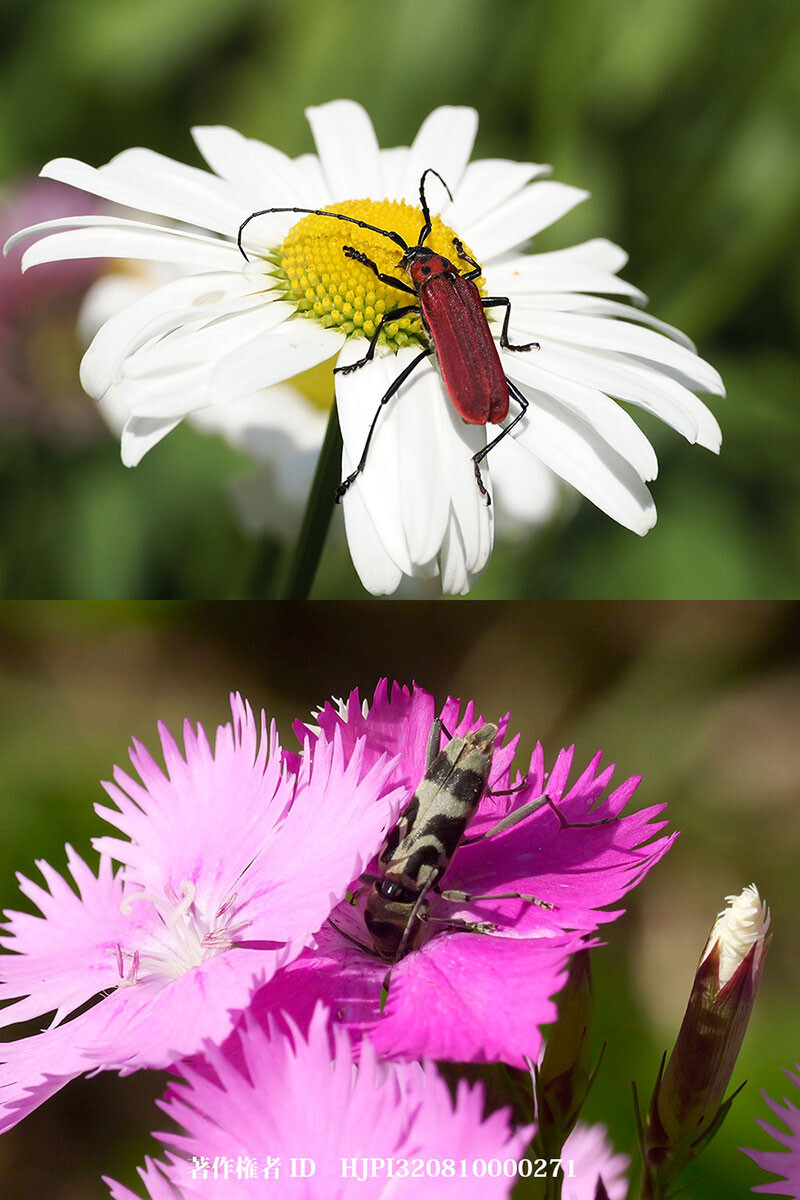 花壇のクロトラカミキリムシとベニカミキリ