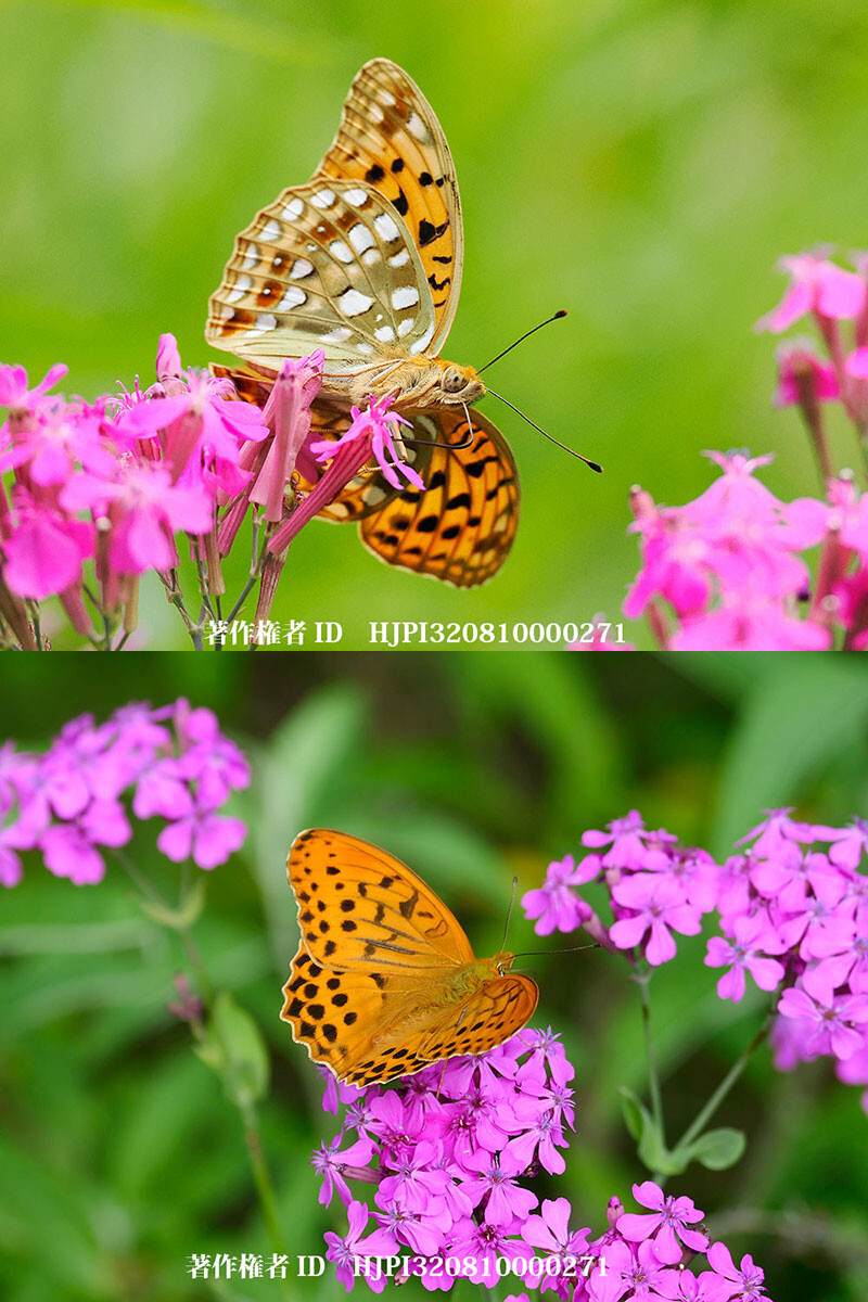 ウラギンヒョウモンとメスグロヒョウモンのオス