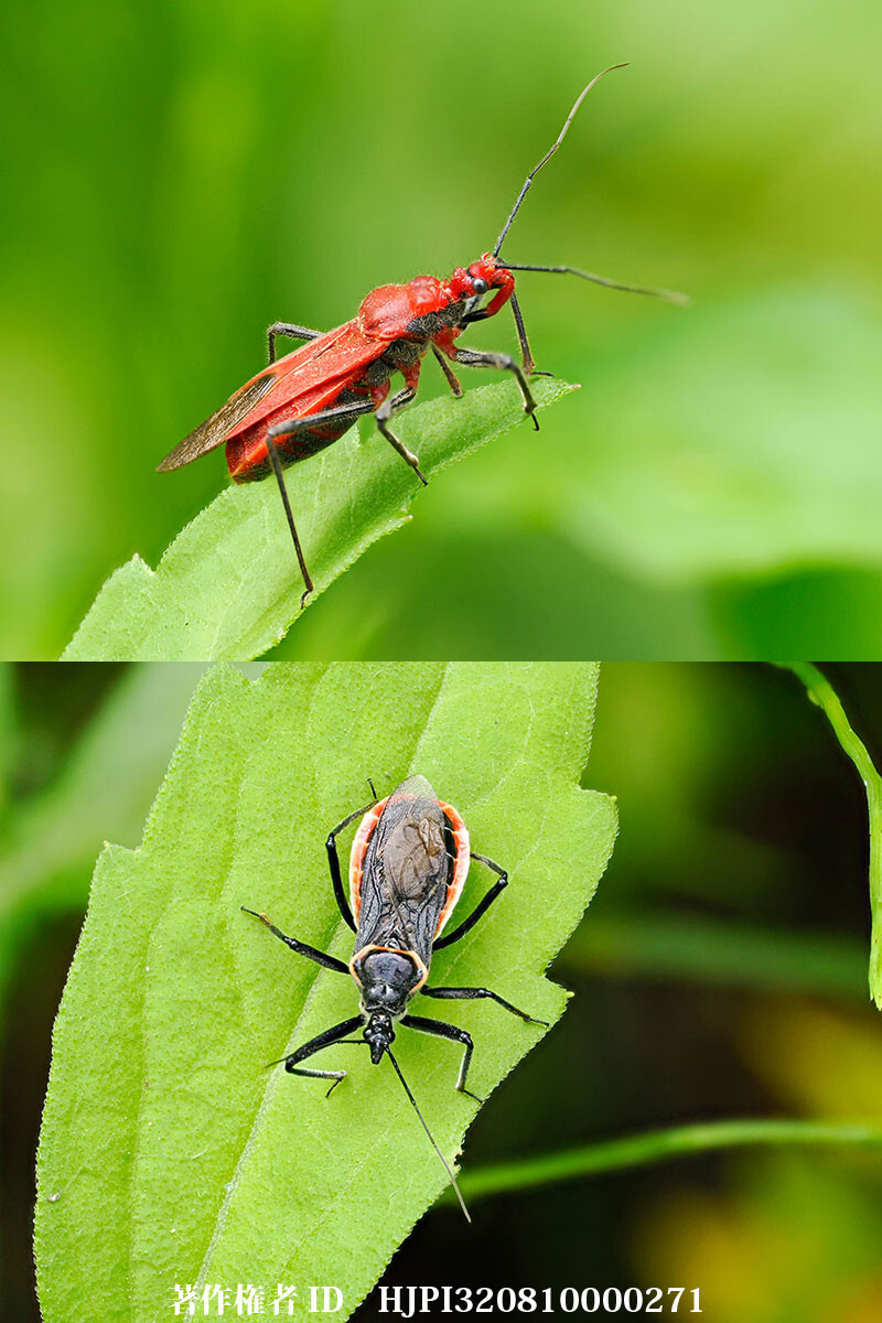 アカサシガメとアカヘリサシガメ