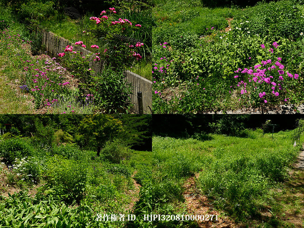 6月14日のバタフライガーデン