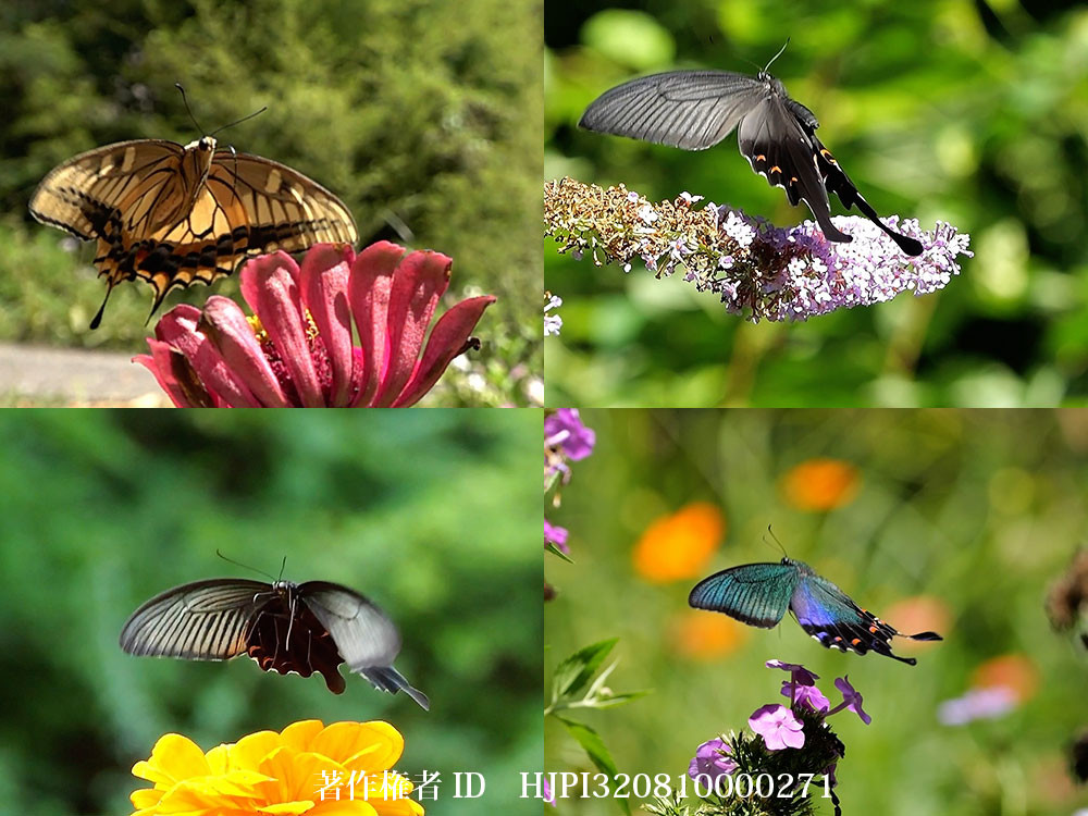 庭の夏のアゲハ類