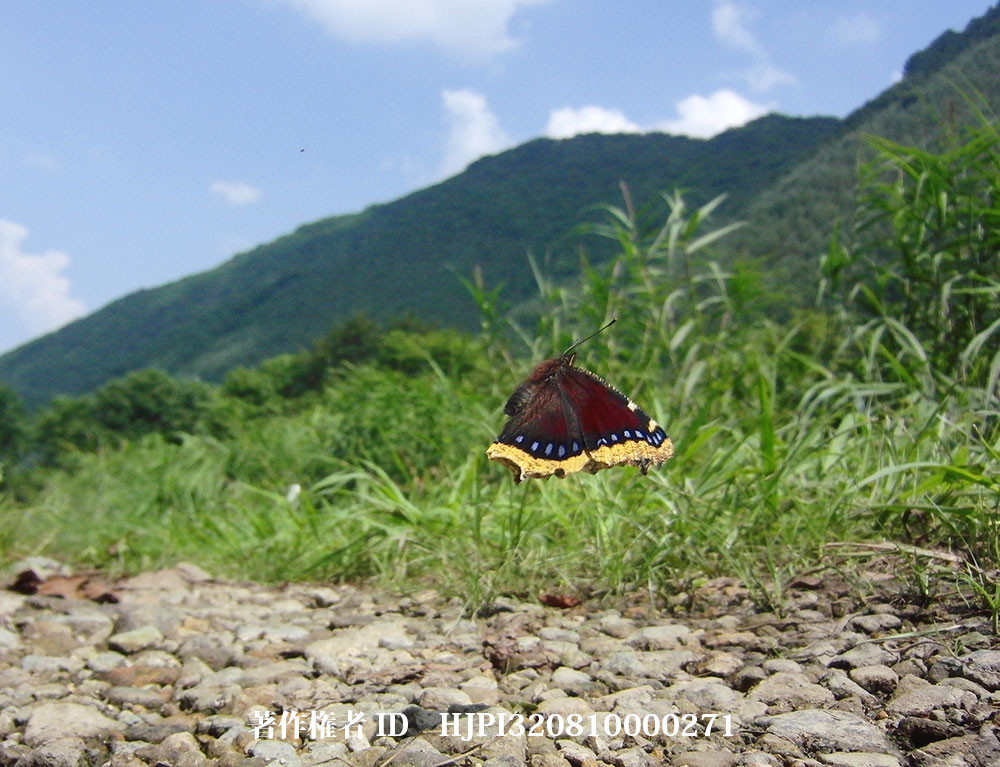 キベリタテハの吸水