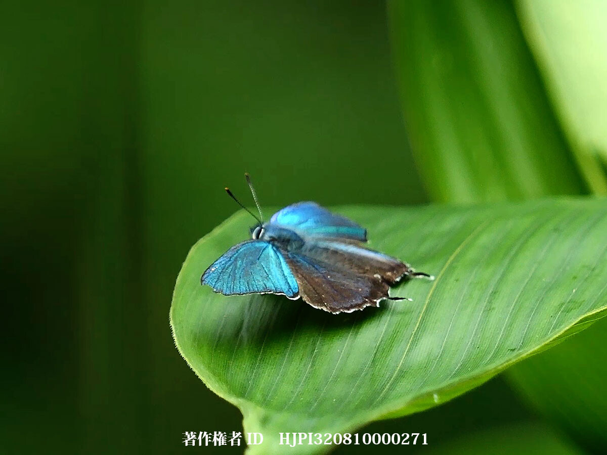 ジョウザンミドリシジミ