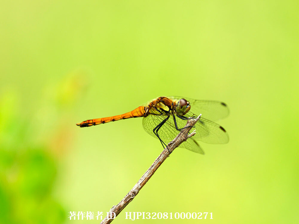 高原のアキアカネ