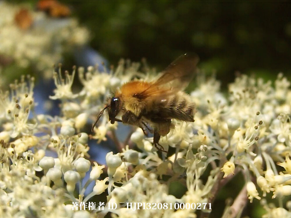 トラマルハナバチ