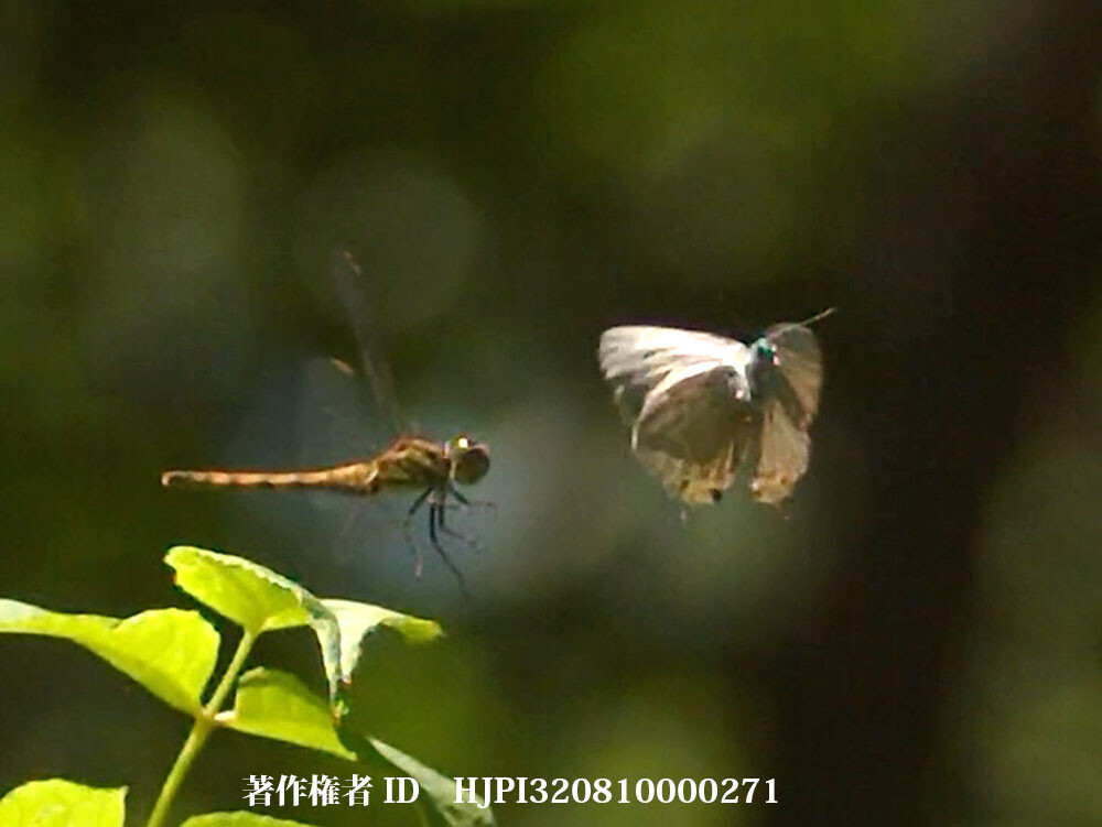 アキアカネがジョウザンミドリシジミを追い出した