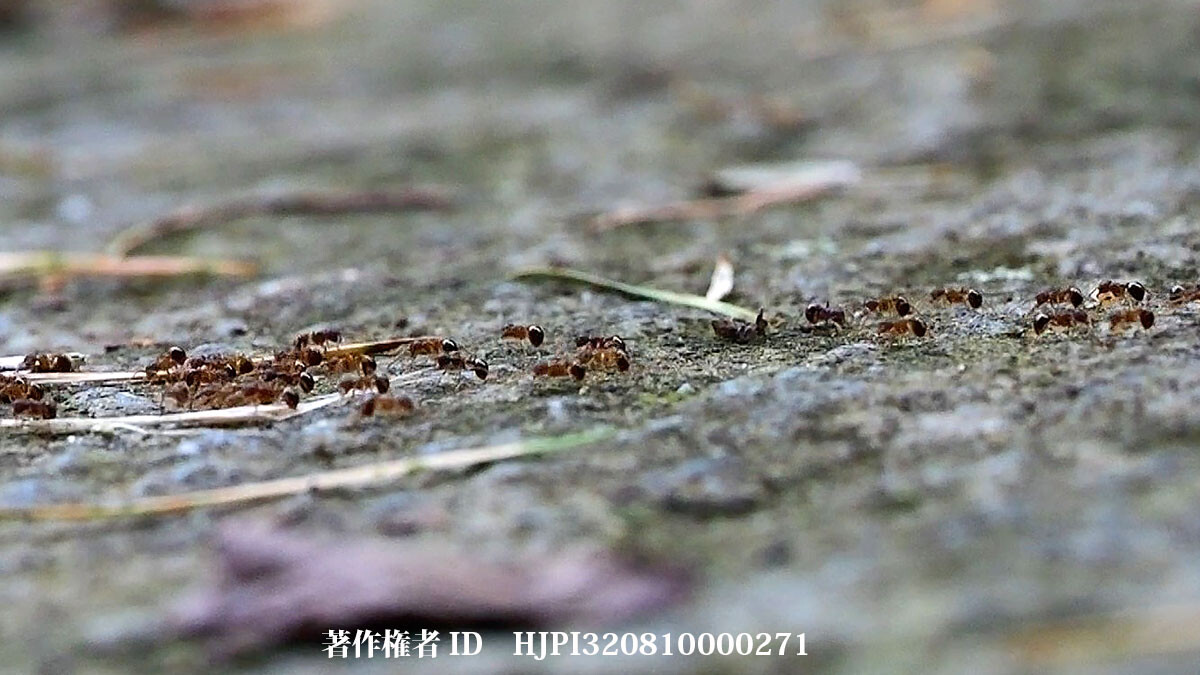 ヒメアリの行進