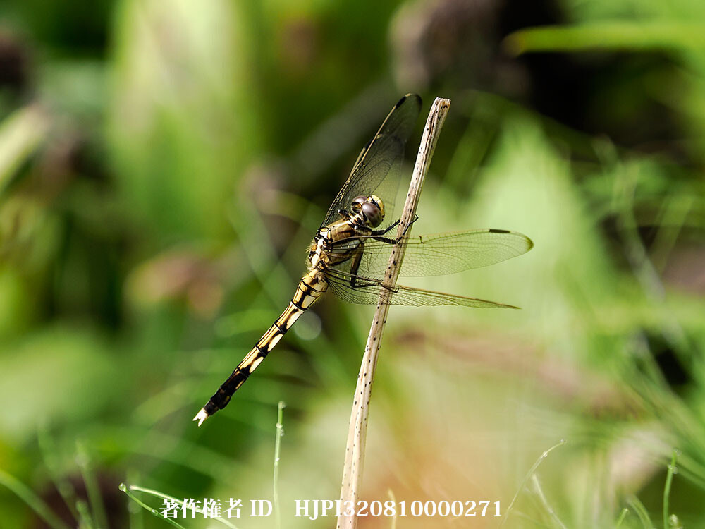 ムギワラトンボ