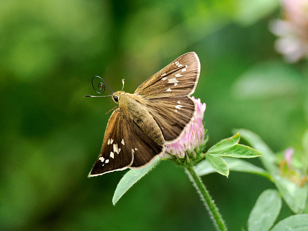 庭のミヤマチャバネセセリ