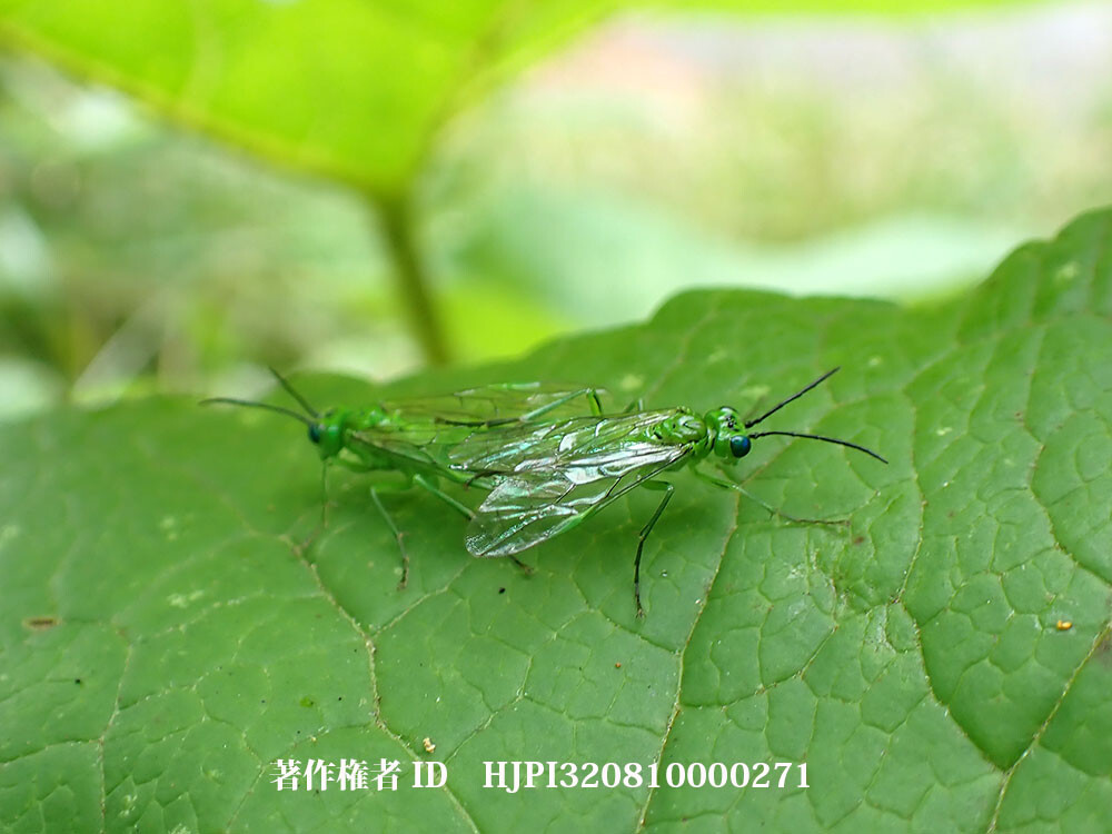 タカネアオハバチの交尾