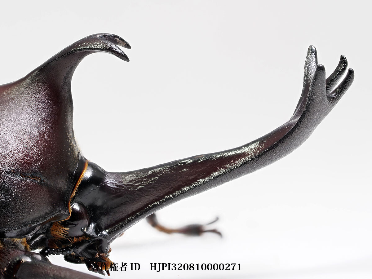 深度合成でカブトムシを撮る