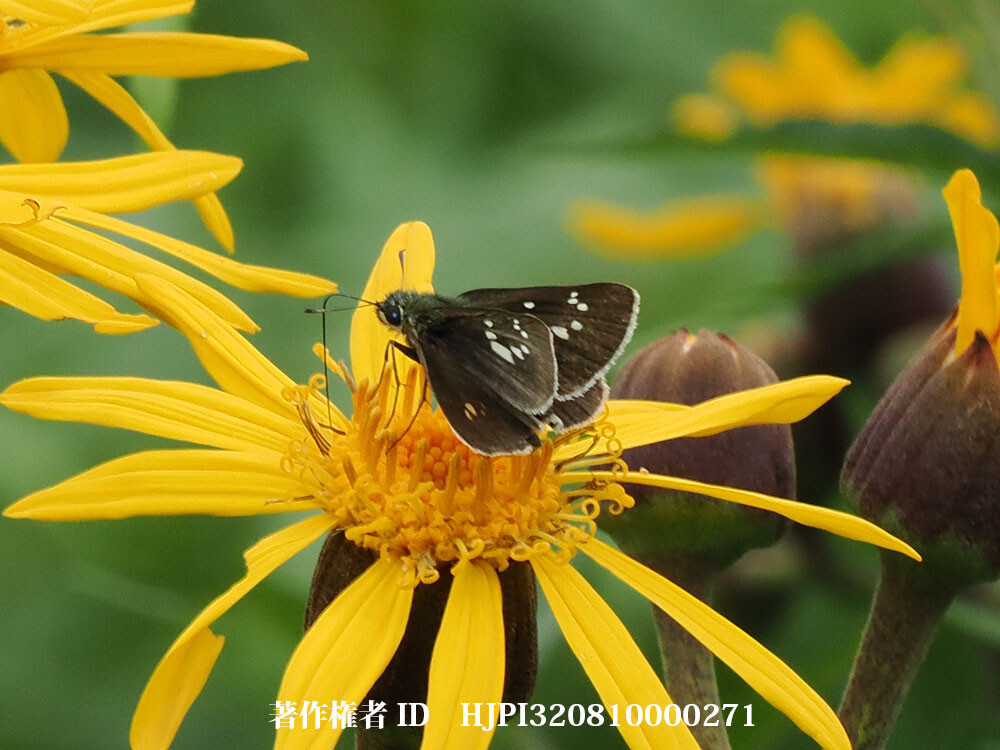 オオチャバネセセリ