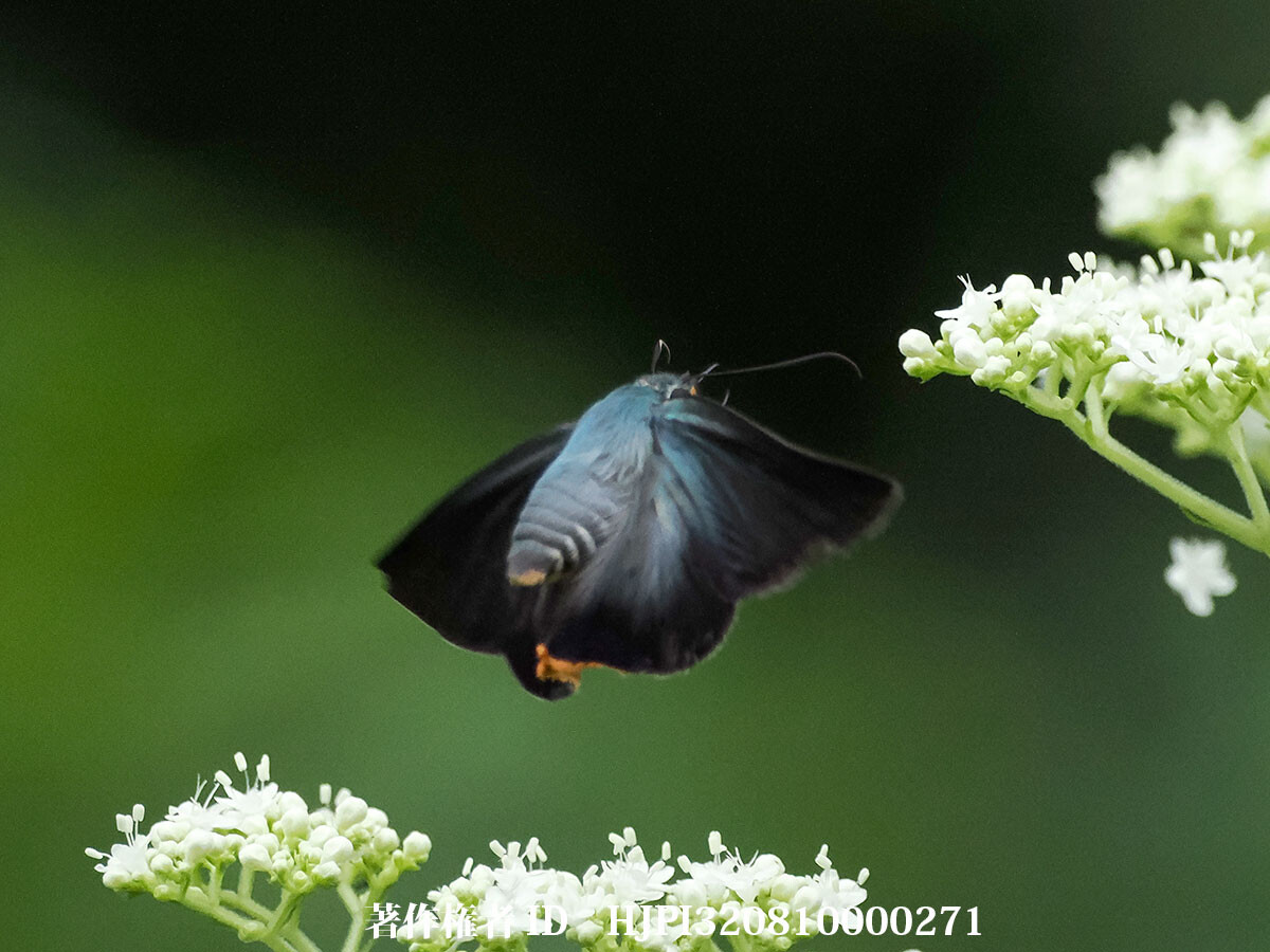 オトコエシの花にアオバセセリ