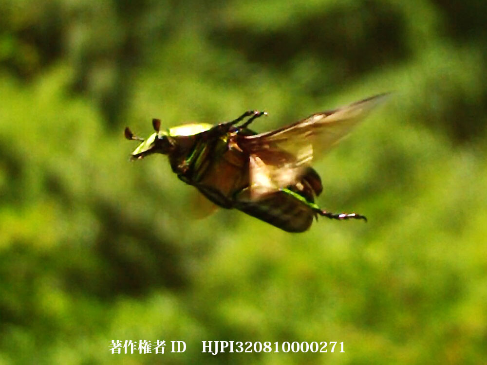 アオカナブンの飛翔