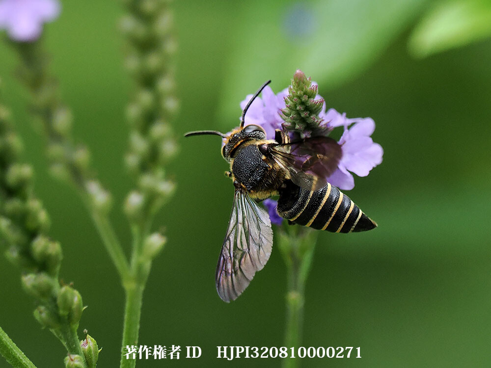 ヤノトガリハナバチ