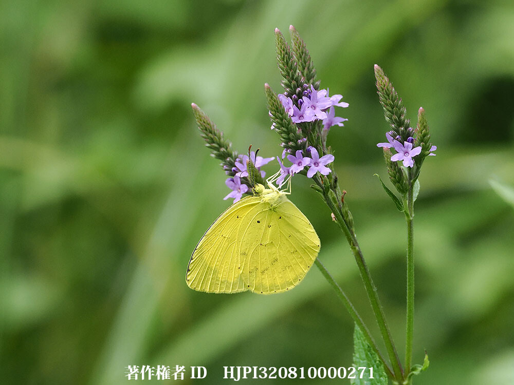 バーベナハスタータにキチョウ