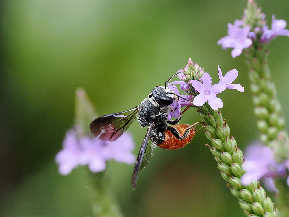 ハラアカヤドリハキリバチ