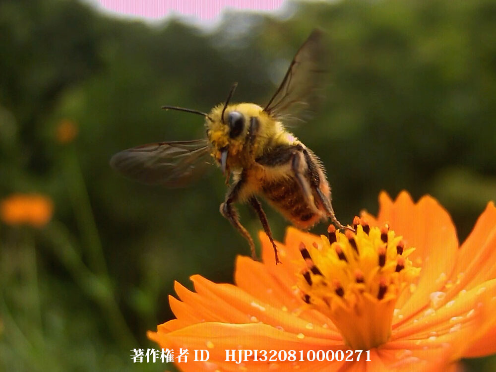 もふもふのクロマルハナバチオス