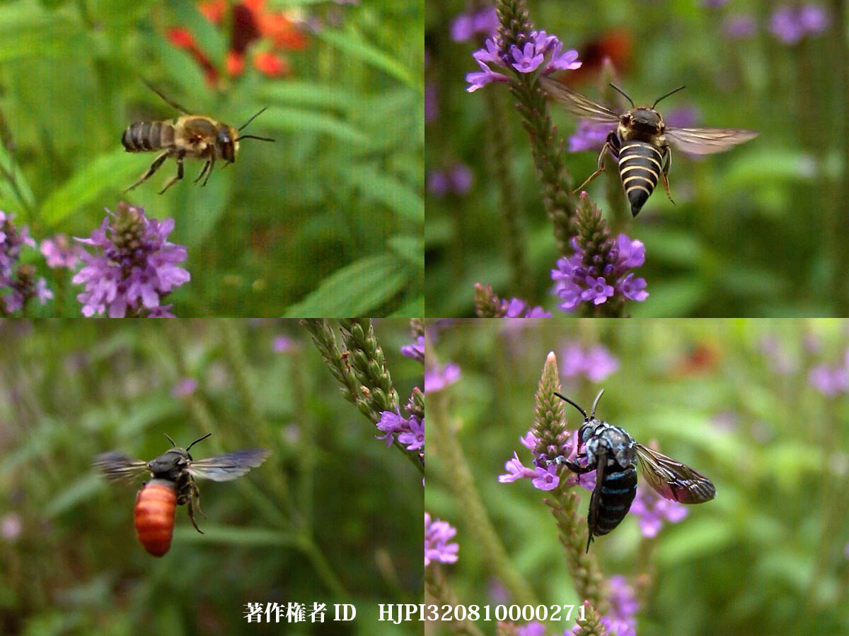 バーベナハスタータに来るハナバチ