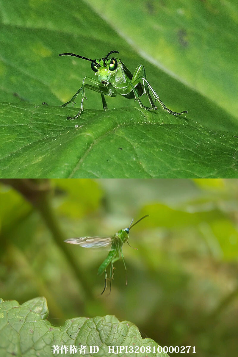タカネアオハバチの飛翔