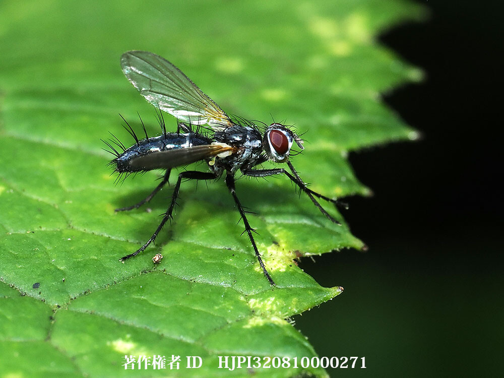 正体不明のハエ