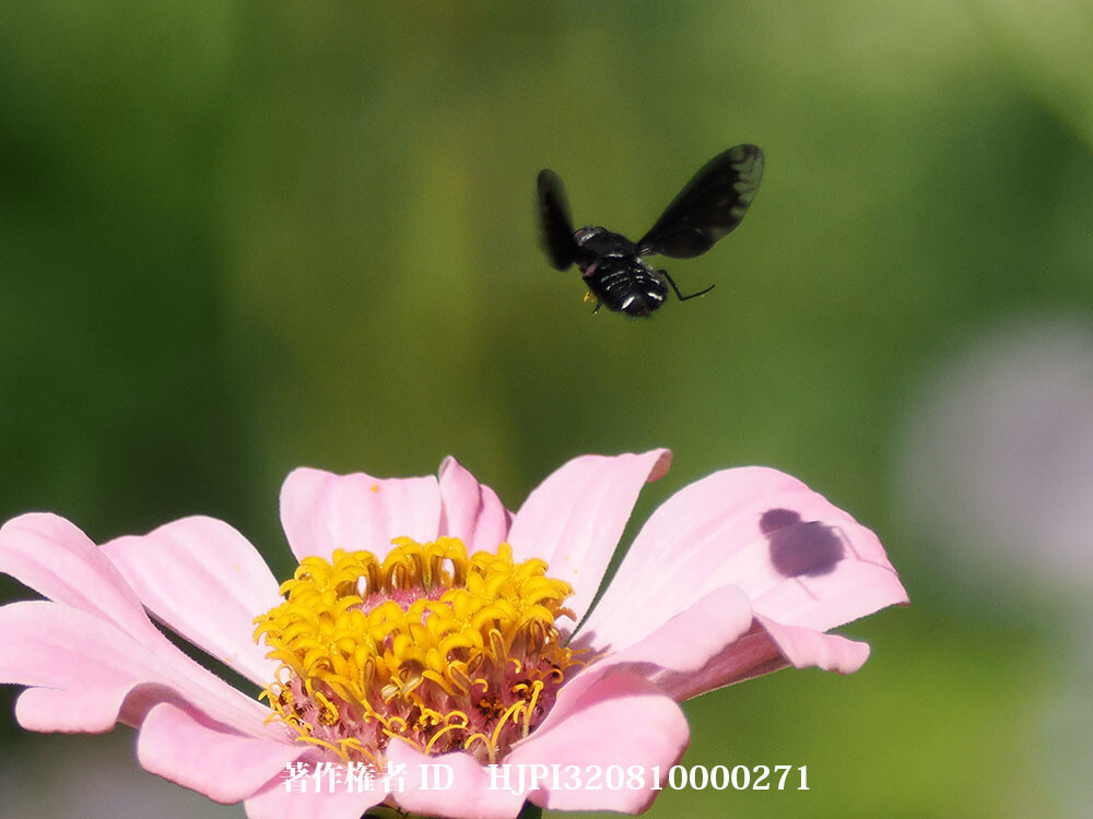 クロバネツリアブの産卵