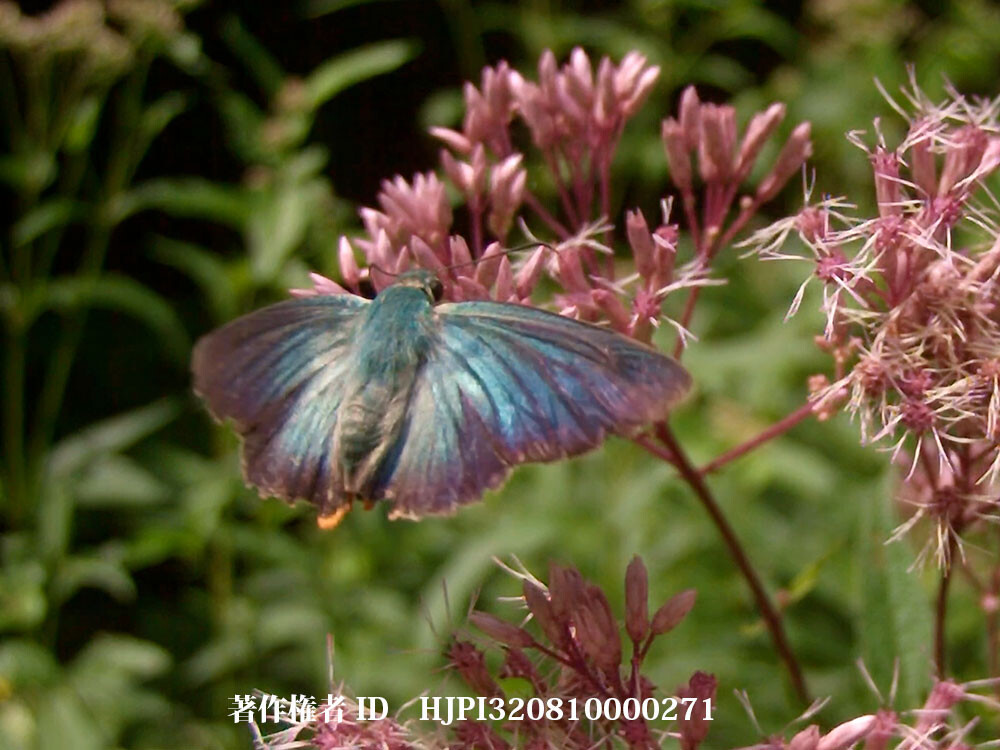 アオバセセリの飛翔