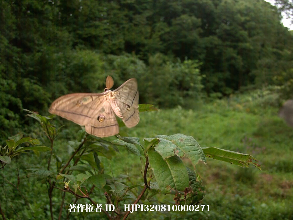 ヤママユの飛翔