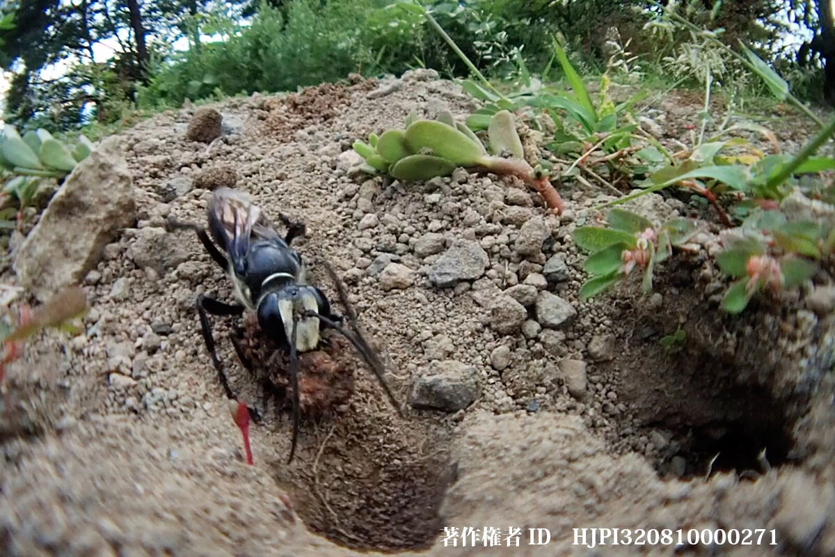 クロアナバチの穴掘り