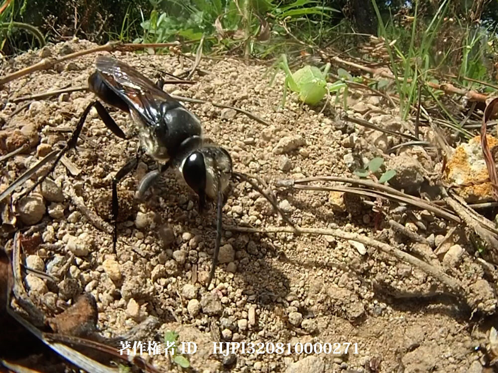 ヒメクサキリを埋めるクロアナバチ