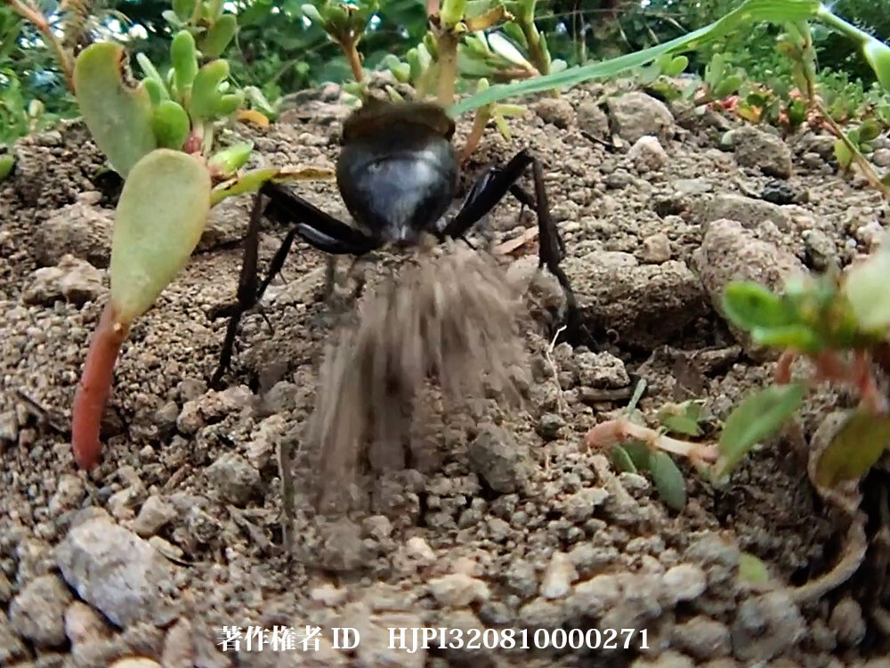 クロアナバチの穴埋め