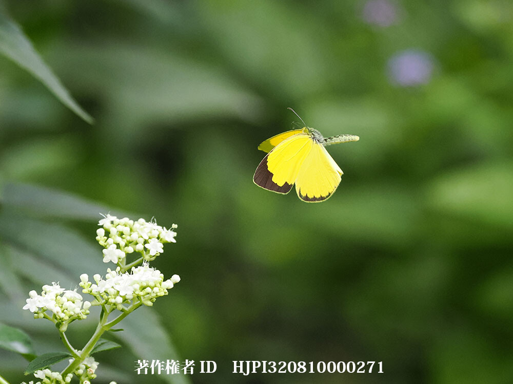 キチョウの飛翔