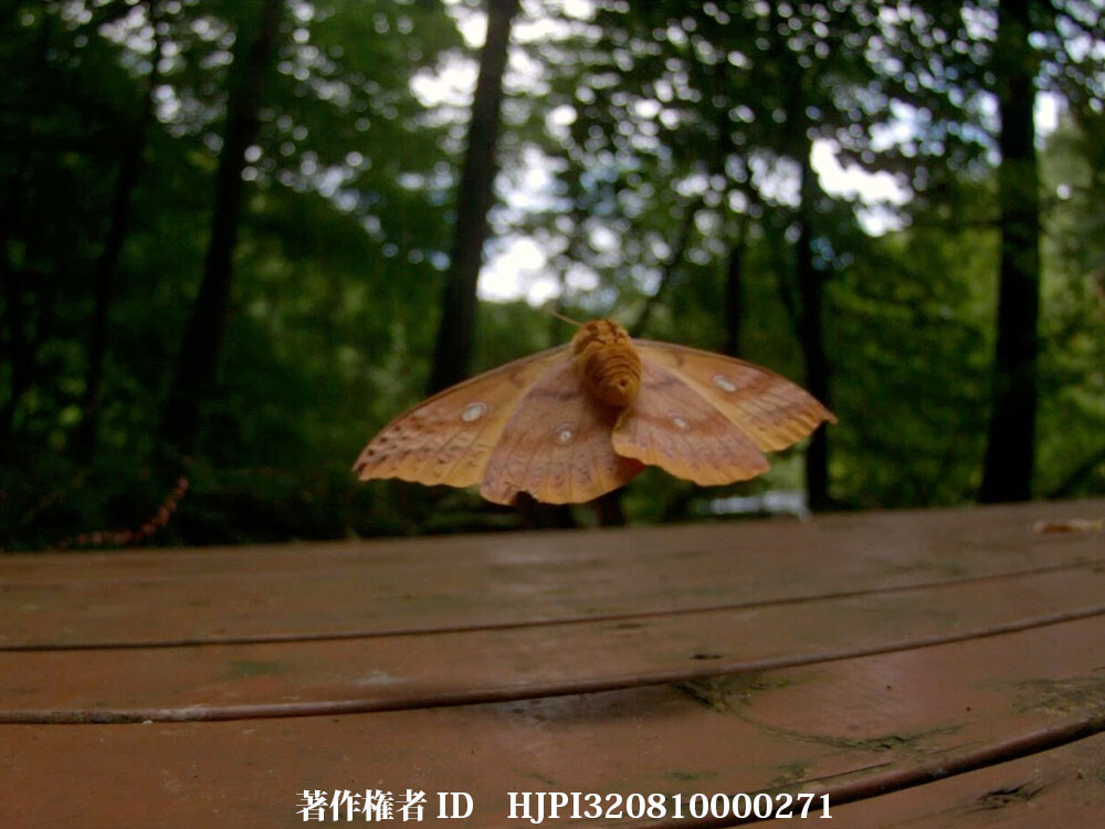 ヤママユのひっくり返り