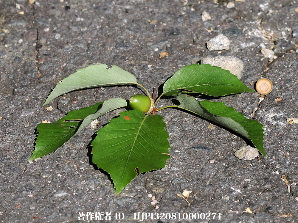 誰が落としたの？