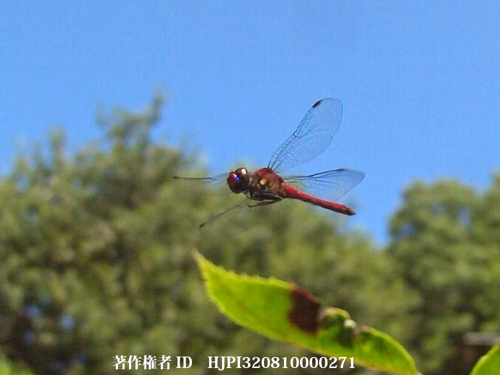 庭のナツアカネ