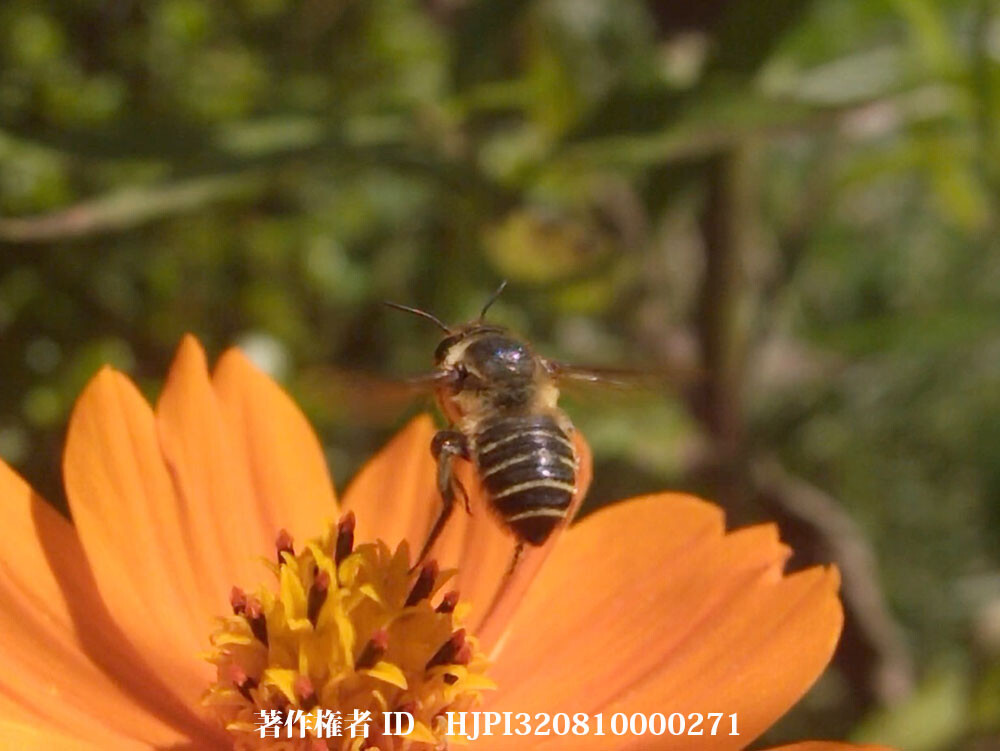 キバナコスモスに来たハキリバチ