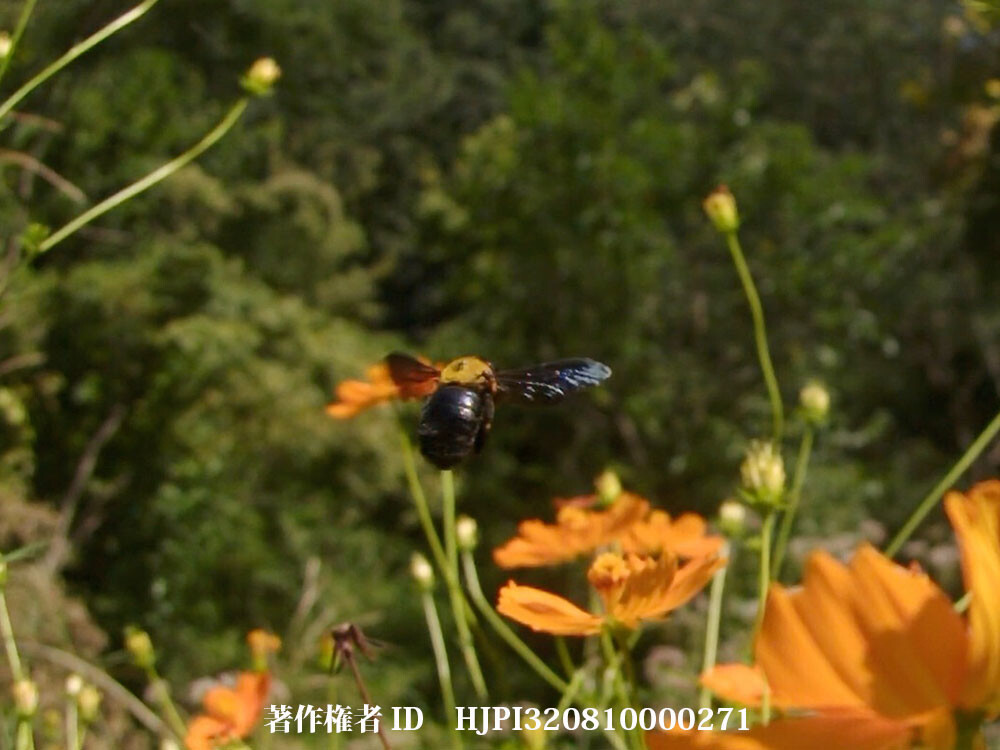 キバナコスモスに来たクマバチ